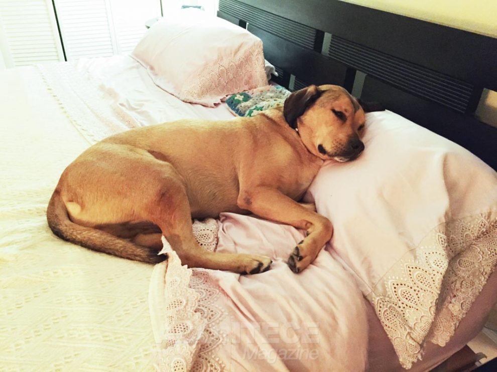 Boni adora subir na cama de madrugada