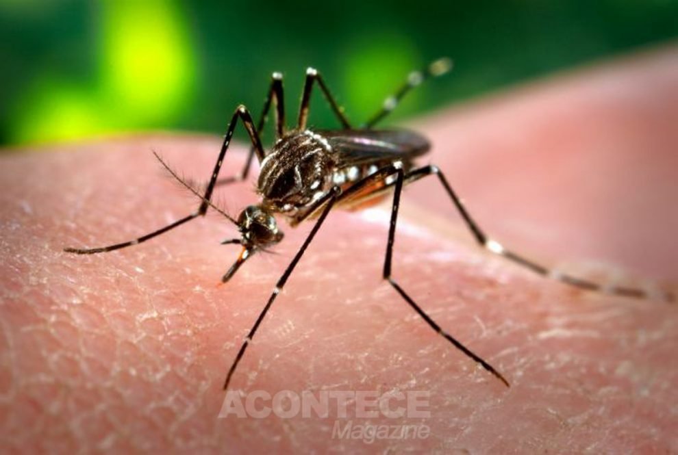 Aedes-Aegypit, mosquito transmissor de várias doenças