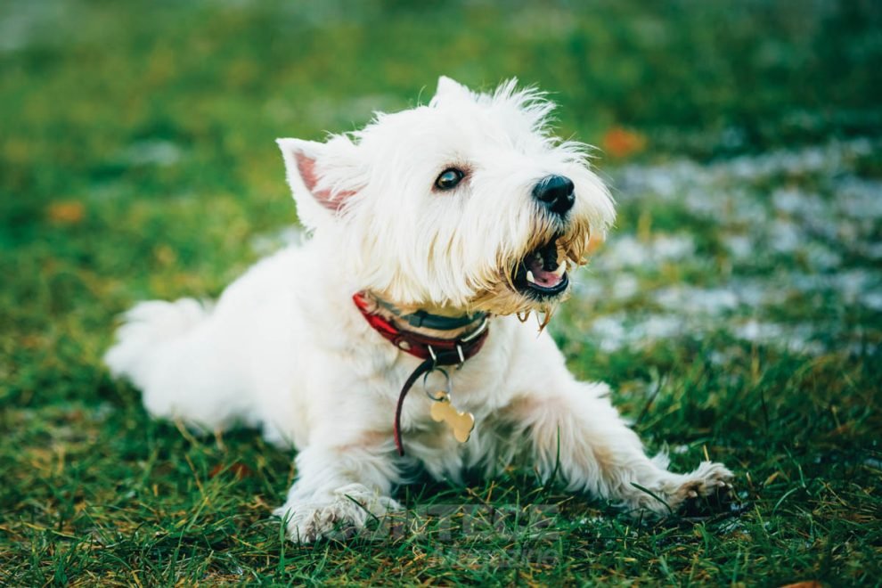 Que tal ensinar seu cão a parar de latir?