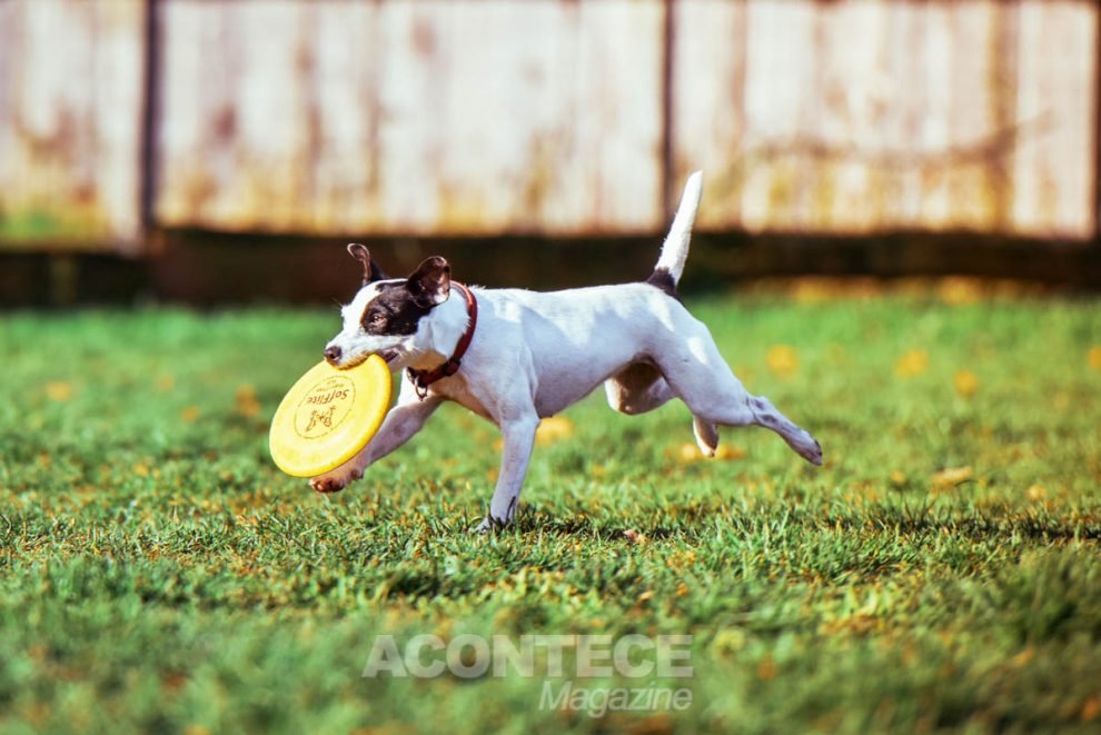 A cidade de Miami oferece diversos parques, lojas especializadas, hotéis e day care para os cães