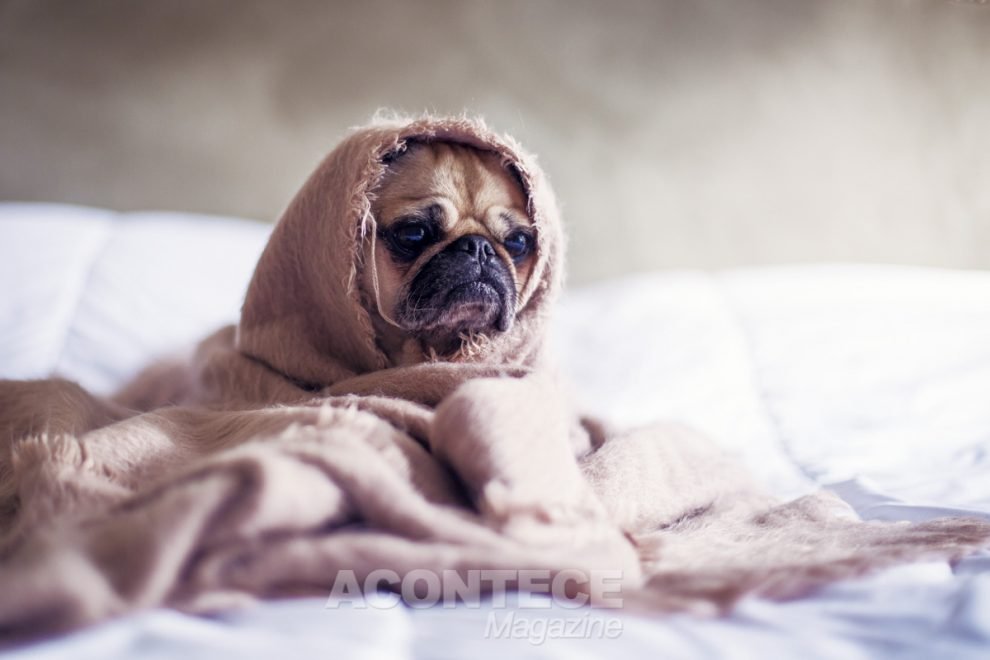 Evite que seu cão fique doente. Leve-o para tomar a vacina!