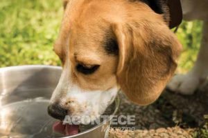 Se seu pet estiver bebendo mais água que o normal, vale uma visita ao vet!
