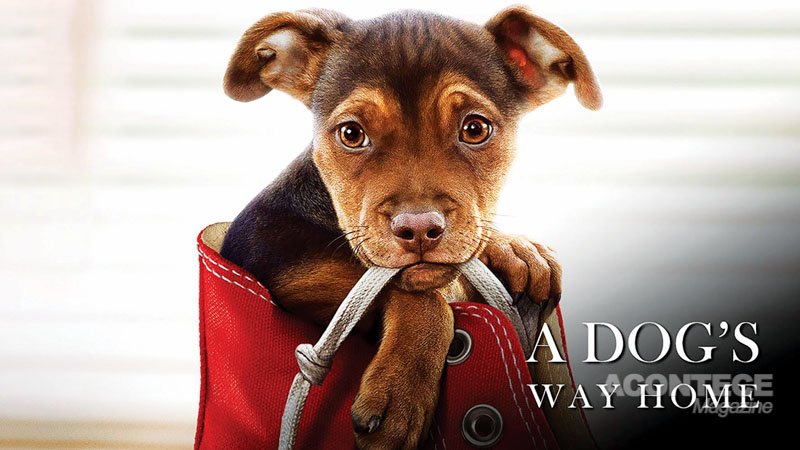 Cachorrinha percorre 400 milhas para reencontrar seu dono, em “A Dog’s Way Home”