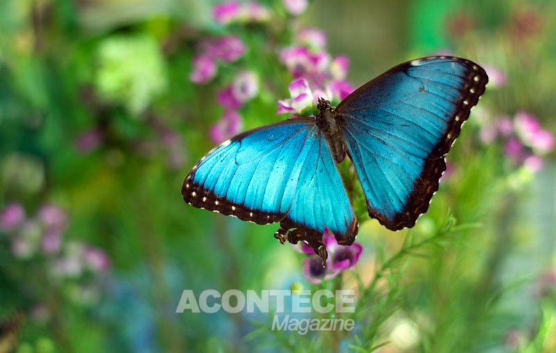 Butterfly World é o maior parque de borboletas do mundo e fica em Coconut Creek