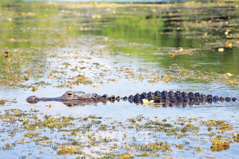 Everglades Alligator Farm em Homestead