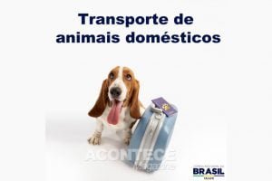 COVID-19 | Transporte de animais domésticos
