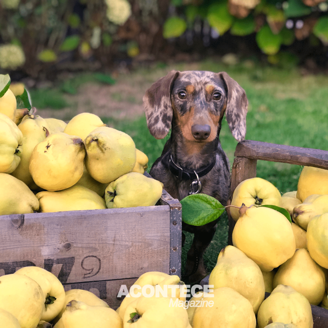 Cães podem comer frutas? Veja quais são indicadas para os pets