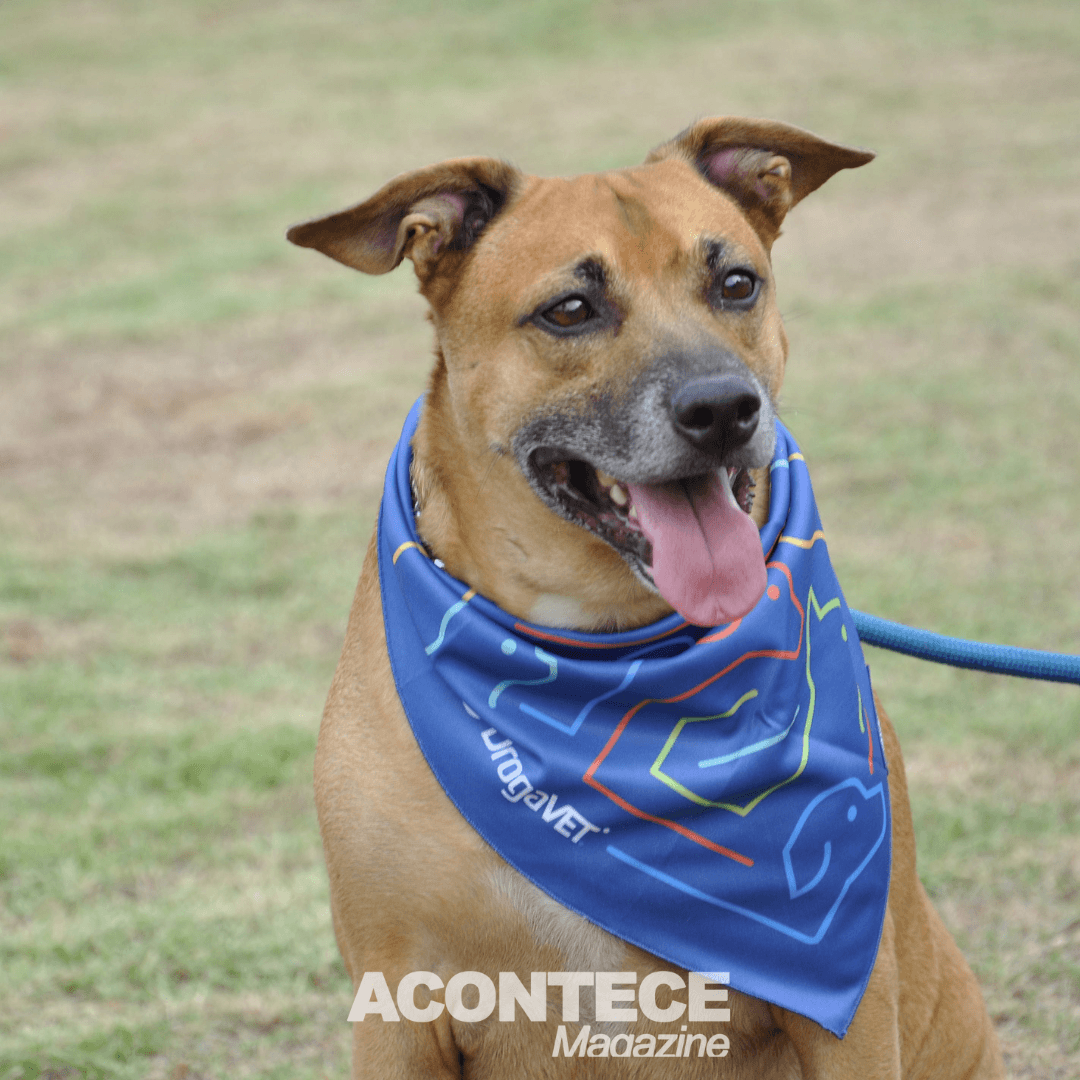 Vira-lata caramelo ganha evento para homenageá-lo