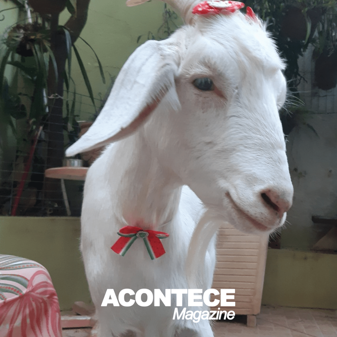 Cabra abandonada à própria sorte é resgatada e salva com fisioterapia