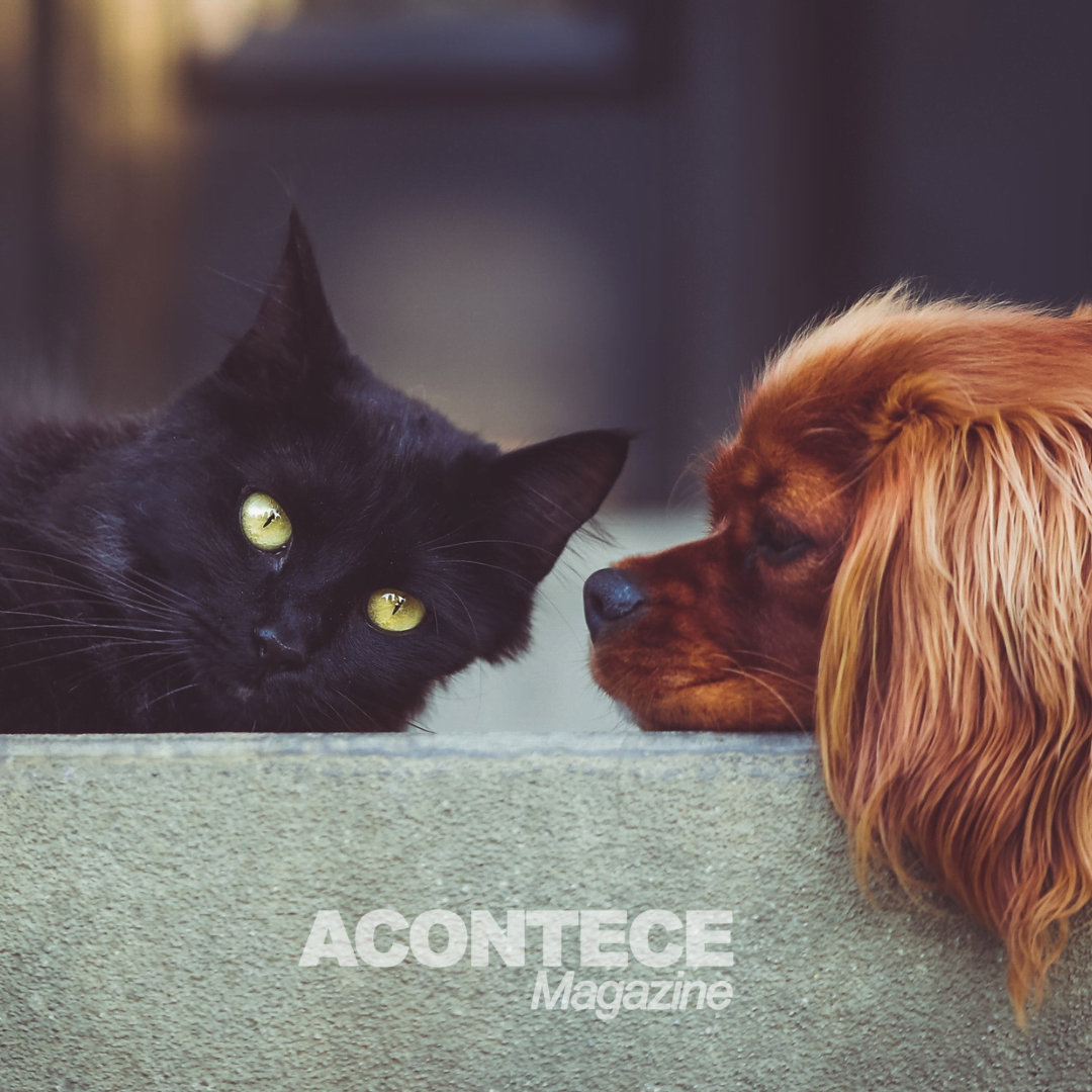 Os passos para transportar um pet até os Estados Unidos