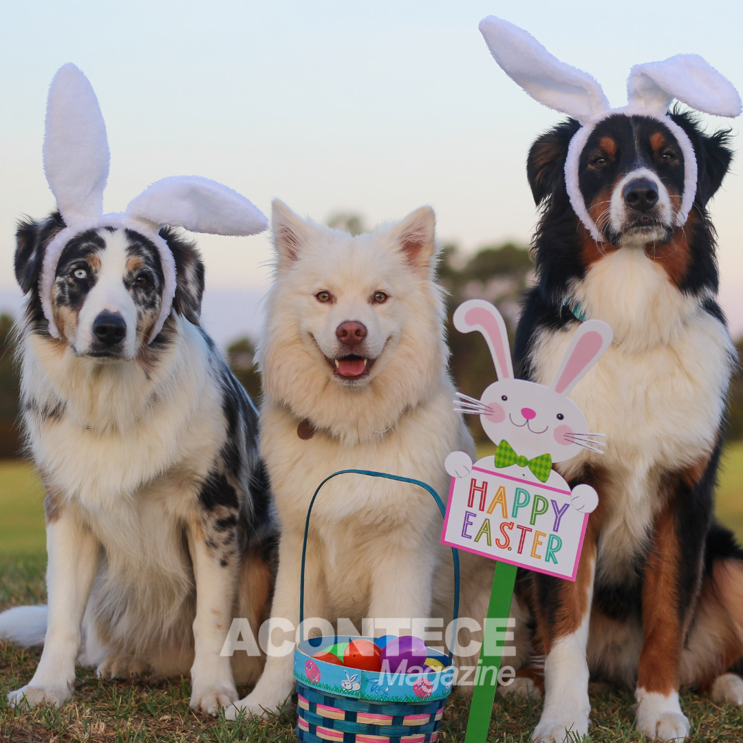 A Páscoa e os Cães, uma combinação que pode ser perigosa
